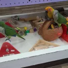 Business 18 image PARROT TREEHOUSE Parakeet Supplies in Bedford TX