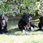 Business 3 image PAWS N' CRITTERS Pet Specialty Services in Tucson AZ