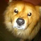 Business 4 image PAWS N' CRITTERS Pet Specialty Services in Tucson AZ