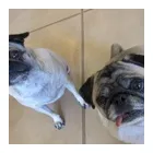 Business 2 image PAWS N' CRITTERS Pet Specialty Services in Tucson AZ