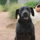 Business 1 image PAWS N' CRITTERS Pet Specialty Services in Tucson AZ