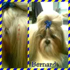 Business 5 image PAWSH BOUTIQUE Pet Grooming in Euless TX