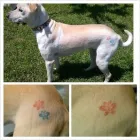 Business 6 image PAWSH BOUTIQUE Pet Grooming in Euless TX