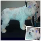 Business 7 image PAWSH BOUTIQUE Pet Grooming in Euless TX