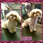 Business 2 image PAWSH BOUTIQUE Pet Grooming in Euless TX