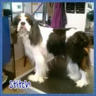 Business 3 image PAWSH BOUTIQUE Pet Grooming in Euless TX