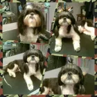 Business 4 image PAWSH BOUTIQUE Pet Grooming in Euless TX