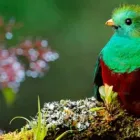 Business 1 image PET BIRDS FOR SALE in Vancouver WA