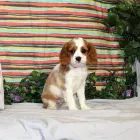 Business 1 image PETLAND LAS VEGAS Pet Supply Store in Las Vegas NV