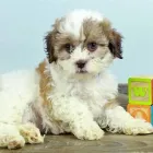 Business 2 image PETLAND LAS VEGAS Pet Supply Store in Las Vegas NV