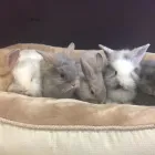 Business 3 image PETLAND LAS VEGAS Pet Supply Store in Las Vegas NV