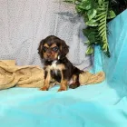 Business 4 image PETLAND LAS VEGAS Pet Supply Store in Las Vegas NV