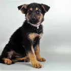 Business 6 image PETLAND LAS VEGAS Pet Supply Store in Las Vegas NV