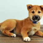 Business 8 image PETLAND LAS VEGAS Pet Supply Store in Las Vegas NV