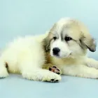 Business 9 image PETLAND LAS VEGAS Pet Supply Store in Las Vegas NV