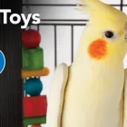 Business 2 image PETSMART Pet Adoption Service in Midwest City OK