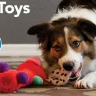 Business 1 image PETSMART PetSmart in Castleton IN