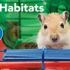 Business 13 image PETSMART PetSmart in Castleton IN