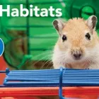 Business 10 image PETSMART Pet Adoption Service in Kansas City MO