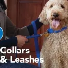 Business 9 image PETSMART Pet Adoption Service in Mayaguez Un