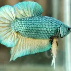 Business 1 image PETSZONIA Pet Transportation in San Gabriel CA