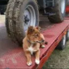 Business 6 image PHILLIPS SERVICES UNLIMITED Rototilling in Weatherford TX