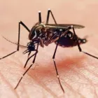 Business 1 image PIED PIPER PEST CONTROL Pest Control Services in Bronx NY