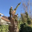 Business 2 image PINEDA'S TREE CARE in Winnetka CA