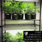 Business 3 image PLANT MED OKC DISPENSARY in Oklahoma City OK