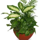 Business 6 image PLATTE FLORAL Patio Furniture in Colorado Springs CO