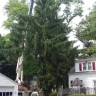 Business 1 image POWELL PROPERTY MAINTENANCE &TREE SERVICE Stump Removal in Hatboro PA