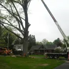 Business 3 image POWELL PROPERTY MAINTENANCE &TREE SERVICE Stump Removal in Hatboro PA