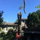 Business 5 image POWELL PROPERTY MAINTENANCE &TREE SERVICE Stump Removal in Hatboro PA