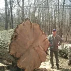 Business 10 image POWELL PROPERTY MAINTENANCE &TREE SERVICE Stump Removal in Hatboro PA