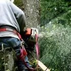 Business 3 image PRECISION TREE in Colorado Springs CO