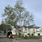 Business 1 image PREMIER TREE EXPERTS in Orange CA