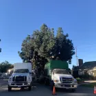 Business 3 image PREMIER TREE EXPERTS in Orange CA