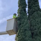 Business 4 image PREMIER TREE EXPERTS in Orange CA