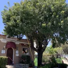 Business 5 image PREMIER TREE EXPERTS in Orange CA