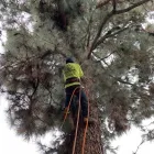 Business 9 image PREMIER TREE EXPERTS in Orange CA