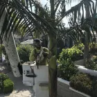 Business 10 image PREMIER TREE EXPERTS in Orange CA