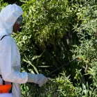 Business 7 image PRESTO PEST CONTROL, INC. Termite Control Service in San Jose CA