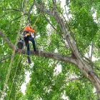Business 3 image PRO TREE SERVICE HOUSTON TX in Houston TX