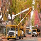 Business 4 image PRO TREE SERVICE HOUSTON TX in Houston TX