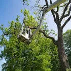 Business 5 image PRO TREE SERVICE HOUSTON TX in Houston TX
