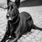 Business 1 image PUPTOWN HOUSTON DOG TRAINING Dog Training in Houston TX