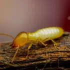 Business 2 image QUAKER GRAVEYARD TERMITE REMOVAL EXPERTS Pest Control Services in Dover DE