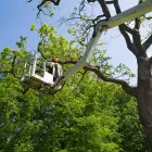 Business 1 image QUALITY TREE SERVICE DALLAS in Dallas TX