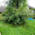 Business 3 image R&C TREE AND LANDSCAPING Tree Service in Indianapolis IN