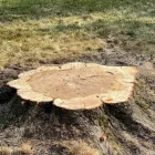 Business 4 image R&C TREE AND LANDSCAPING Tree Service in Indianapolis IN